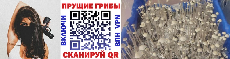 Псилоцибиновые грибы мицелий  Купить где  Рязань 